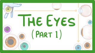 GCSE Biology - How the Eye Works (Part 1) - Struct