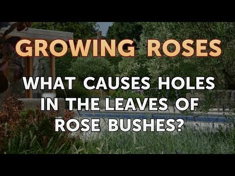 How to Take Care of a Mini Rose Plant