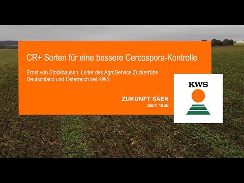 CR+ Sorten für eine bessere Cercospora-Kontrolle