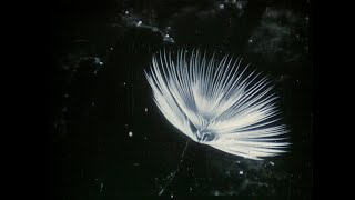 Trailer | Herbaria | Leandro Listorti