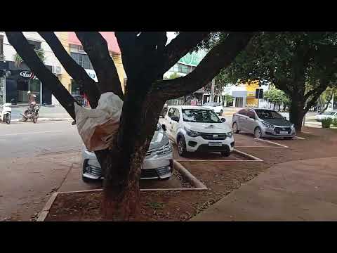 Greetings from Nova Mutum , state of Mato Grosso , Brasil 🇧🇷🌎🌴🌺