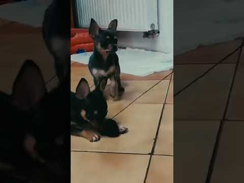 Perros Chihuahua en venta
