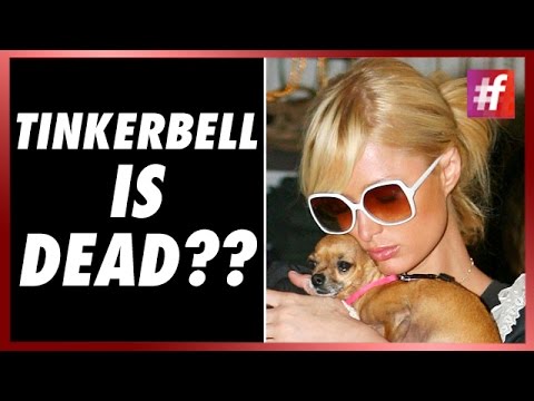 #fame hollywood -​​ Paris Mourns Pooch's Death!