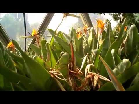 HHU - Flug durch Kuppel-Gewächshaus Botan. Garten der HHU