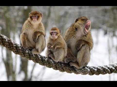 The Rarest Animals of Asia Documentary 2017 HD || National Geographic Documentary  2017