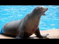 Sea Lion Tricks At Sea World