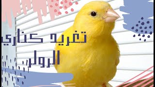 تغريد كناري سوري