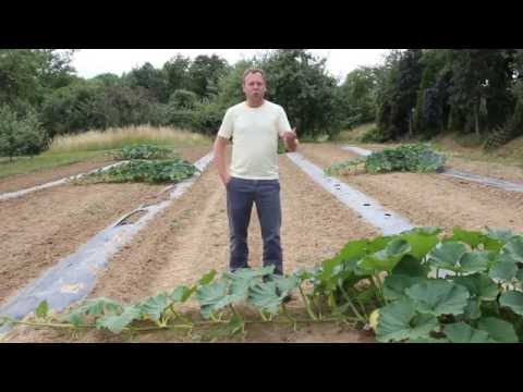 KÜBISchamp 2014 - Tipp 4