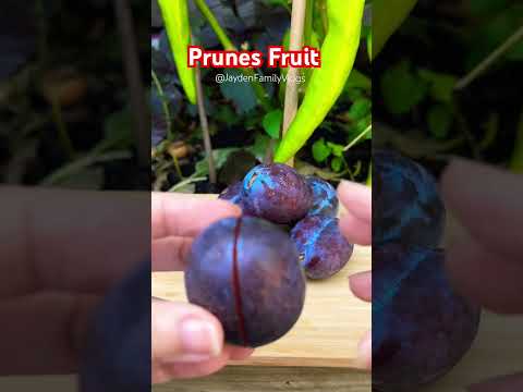 Prunes Fruit 🍇😱 #shorts #fruit #satisfying #fruitcutting #garden #enjoy #yummy