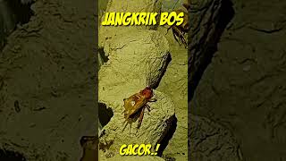 Download lagu GACOR suara jangkrik mengerik mp3