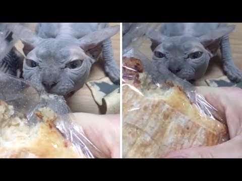 Hangry Sphynx Cat Wants Owner's Lunch