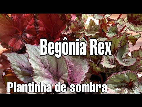 , title : 'Begônia Rex - Segredos e dicas de cultivo'