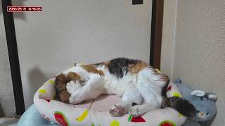三毛猫フミちゃん  LIVE配信 #2   2026年9月15日　calico cat　(LIVE stream)