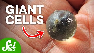 6 of the Biggest Single-Celled Organisms