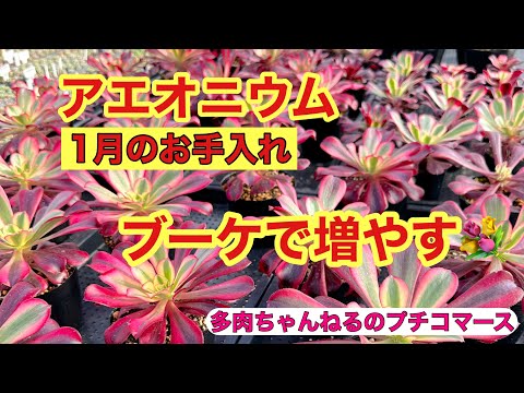 園芸 キウイアエオニウム