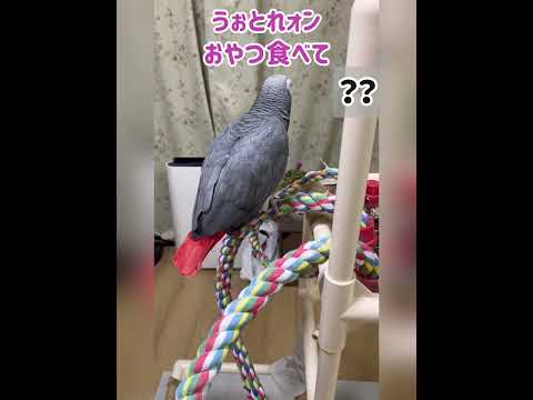 サイ、ヨウム、爬虫類の成功