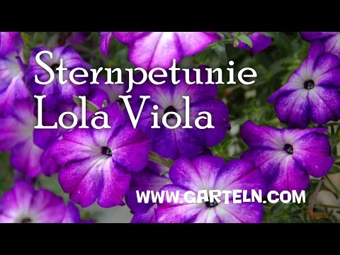 Lola Viola Sternpetunie