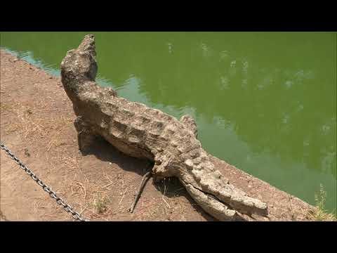 The Canopus ~ Villa Adriana