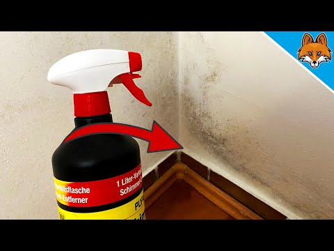 SO kannst du ganz einfach Schimmel ENTFERNEN 💥