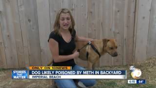 Dog likely poisoned by meth in backyard