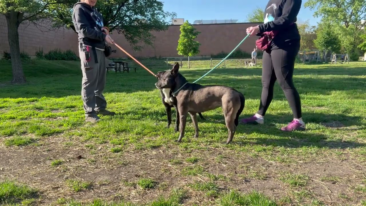 Amyrlin's Leash Test