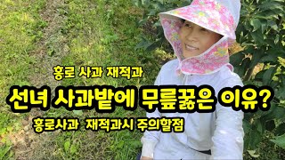 홍로사과 재적과  추석 선물용 사과적과 [사과재배]