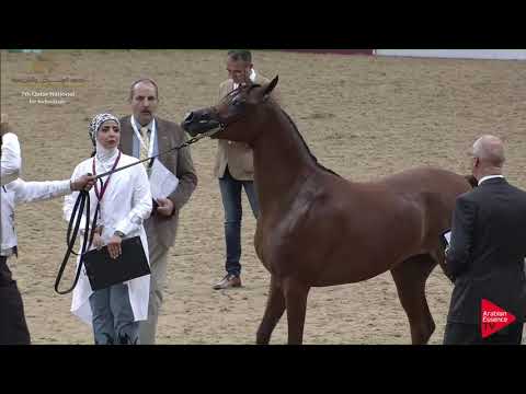 N.78 EM QUEEN DESERT - 2019 Qatar Individuals - Fillies 2 Years Old (Class 2C) .mp4