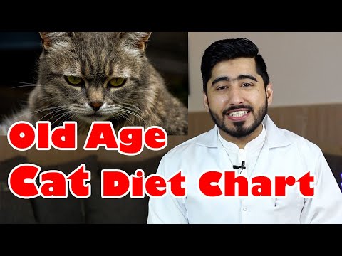 Homemade- Cat Food For Older Cats | How to Choose? | Vet Furqan Younas