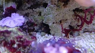 mantis shrimp hitchhiker feeding