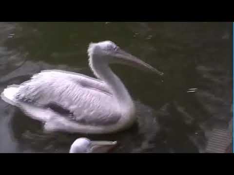 Blijdorp 2002 - deel 1