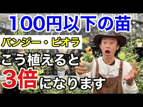 園芸 カナダのハナミズキ、4 ストローク