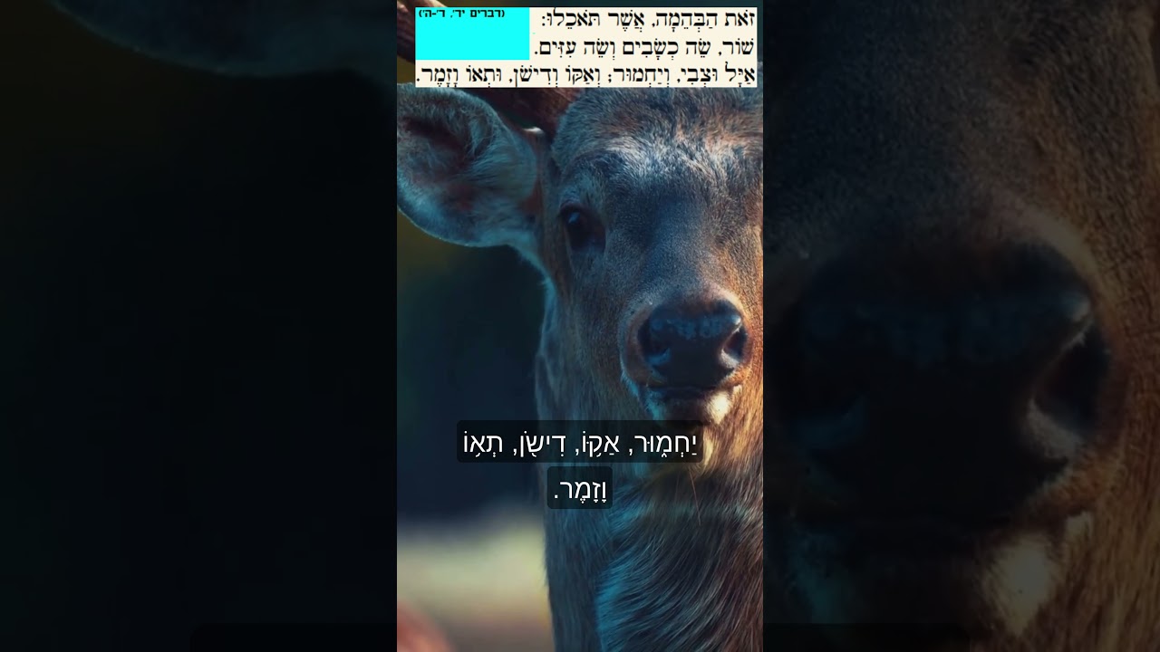 בהמות ועופות בעולם כולו