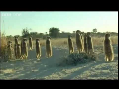 La decolorazione di pacco di faccia da banana Quadri di un anime con lentiggini