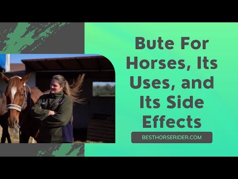 Bute For Horses, Its Uses, and Its Side Effects