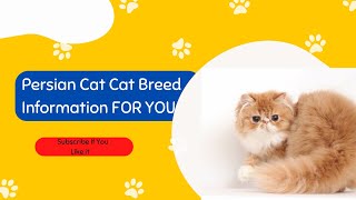 Persian Cat Cat Breed Profile Characteristics, History, Care Tips, and Helpful Information FOR YOU