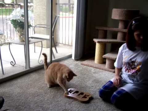 Cat Plays Puzzle Game