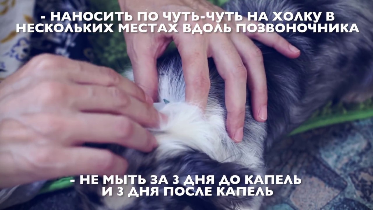 Как вывести блох у собаки в домашних условиях | Чихуахуа Софи