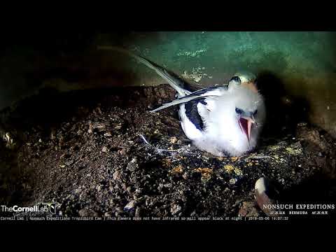 White-tailed Tropicbird Chick Shows Off Impressive Maw – May 6, 2019