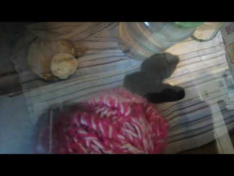 Подчищаю архивы. Цыплята из самодельного инкубатора.