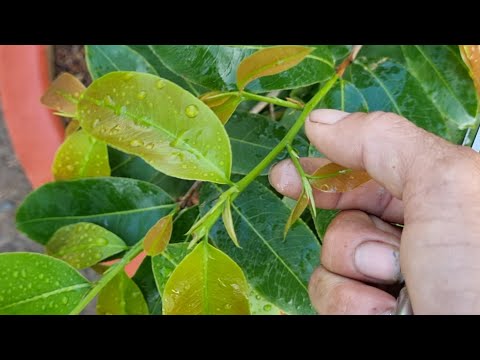 Pruning to stop the buds for apricot trees to help the Mao trees wither after Tet, February 14th.