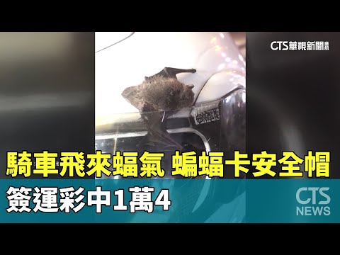 騎車飛來「蝠氣」　小蝙蝠卡安全帽　簽運彩中1萬4