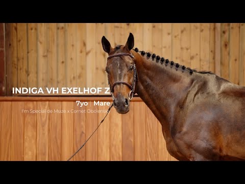 16. Indiga VH Exelhof Z | Profile