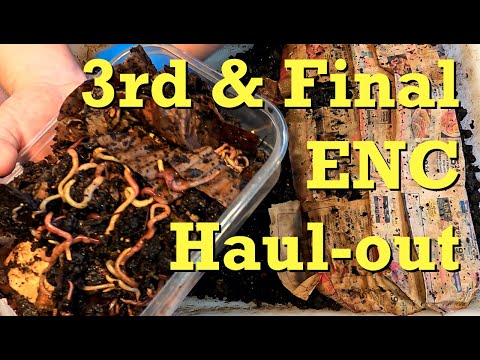 New worm bin started with finished 161-day ENC system's castings & cocoons - vermicomposting