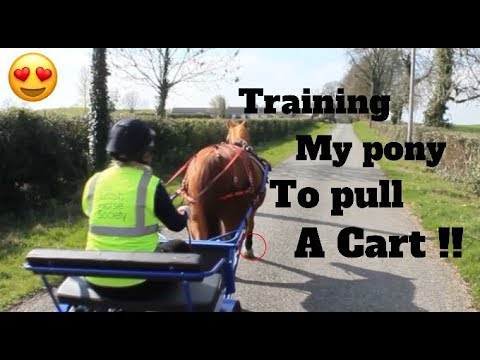 YouTube video about: How to train a mini horse to pull a cart?