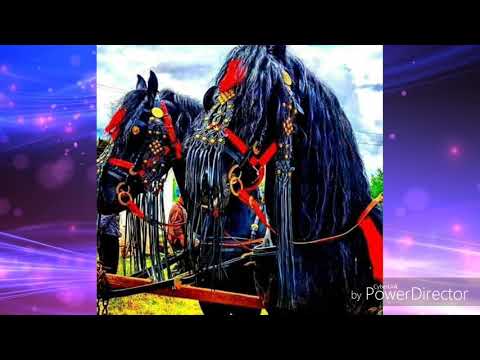 Pistuka 2019  - kecses lovam - Sintér Máténak sok szeretetel