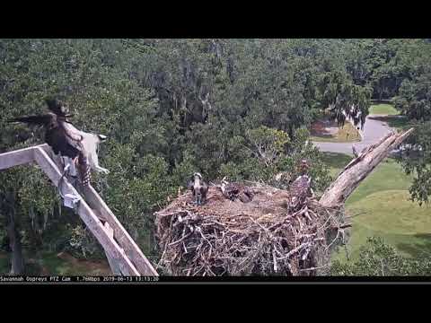 Cornell Birds Savannah ospreys Mrs O defends nest and chicks