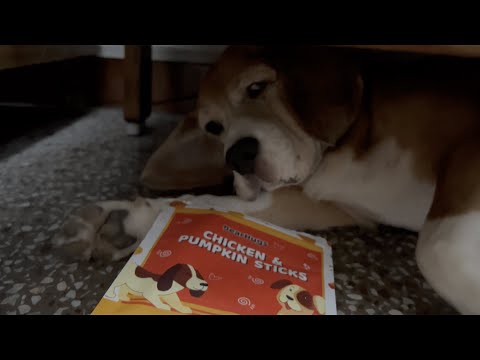 Leo can even hamper his nap for treat | Leo The Beagle