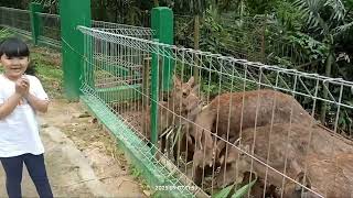 Download lagu DEER BREEDING | Nay and family mp3