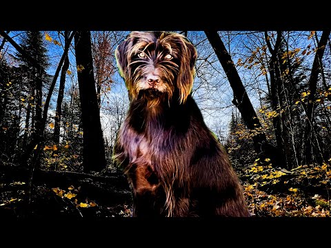 Pudelpointer - Best Family Dog