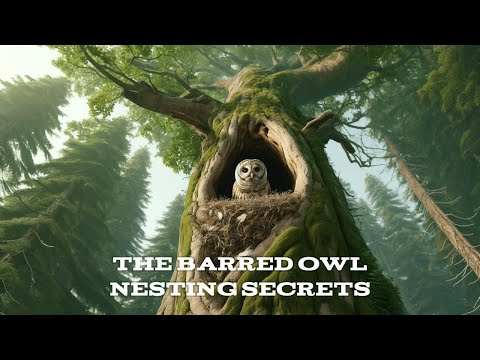 Barred Owl: Nesting Secrets